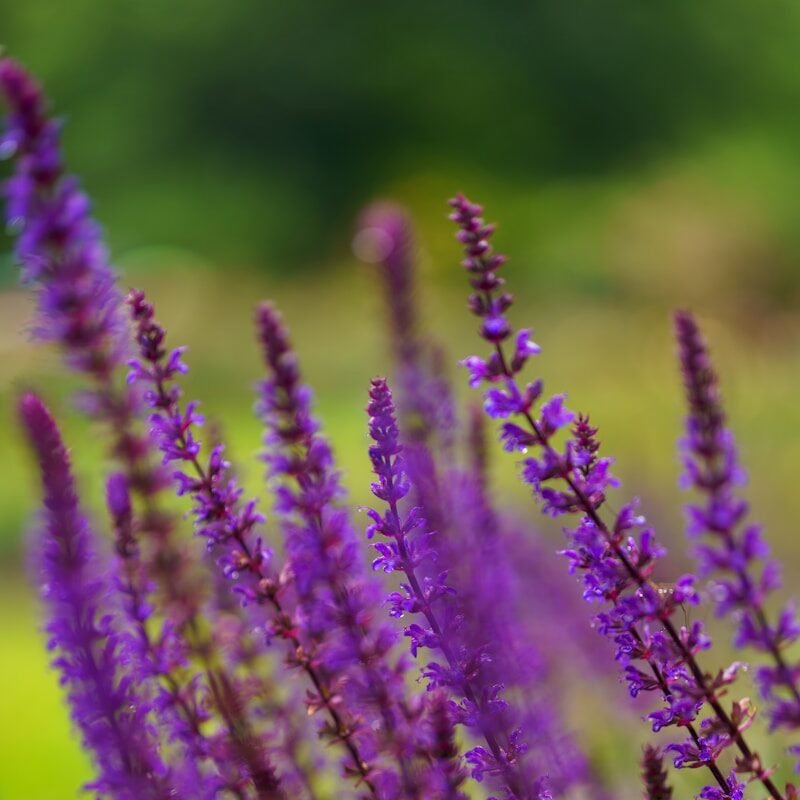 Contacto - Herbolario Vilanova del Valles